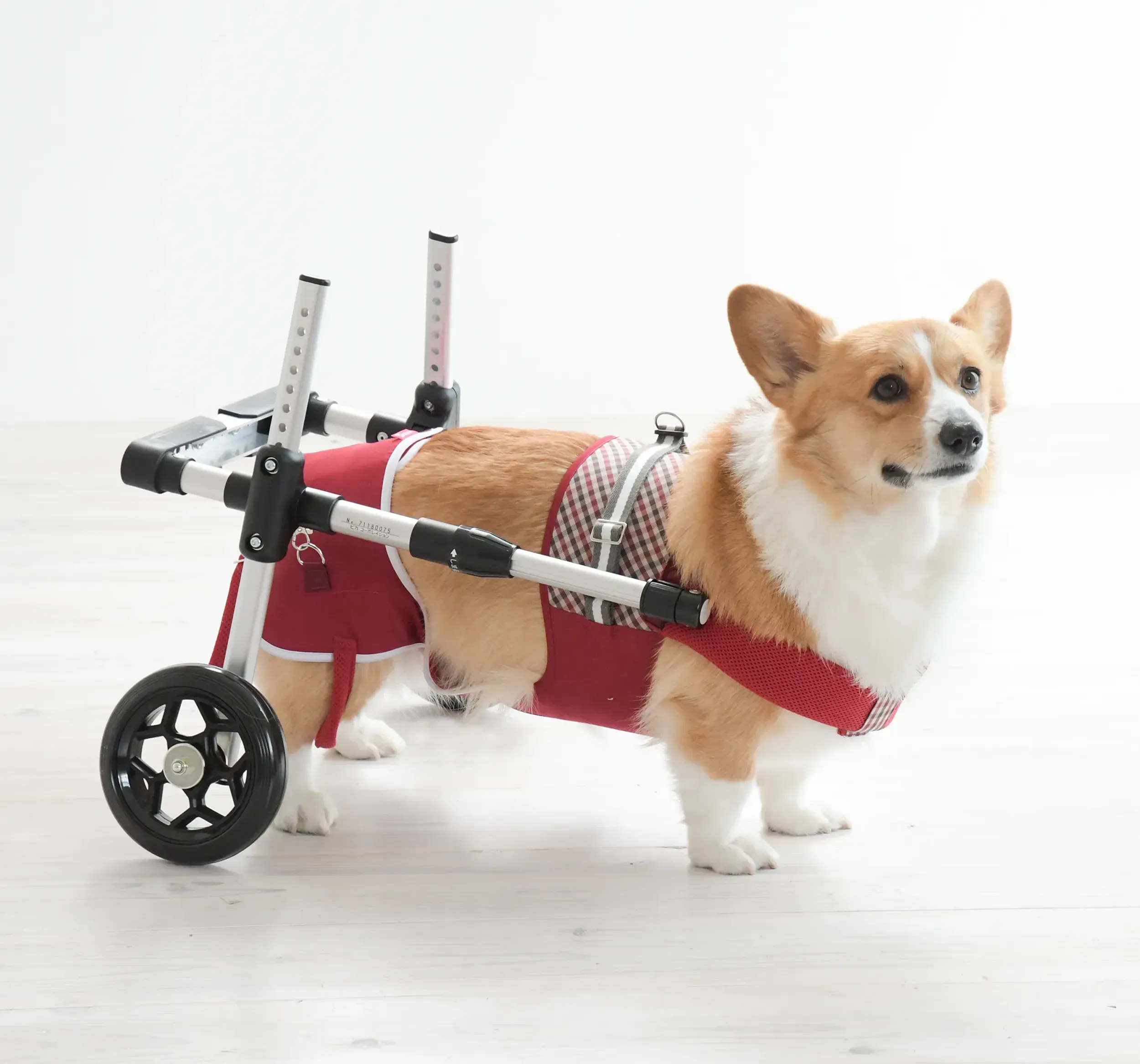 【レンタル商品】ドギーサポーター 本体S+ハーネス①